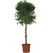 Ficus benjamina 'Danielle' - Vaso L